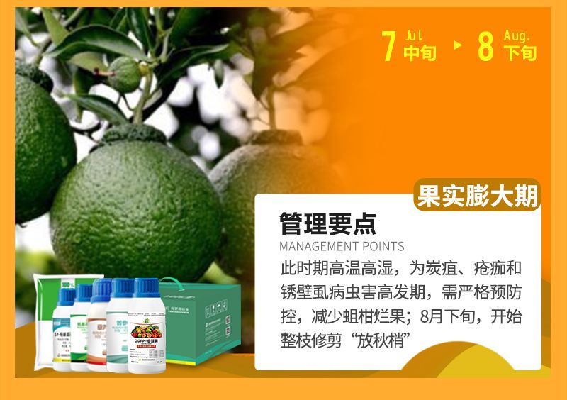 此時(shí)期高溫高濕，為炭疽、瘡癡和銹壁虱病蟲害高發(fā)期，需嚴(yán)格預(yù)防控，減少蛆柑爛果;8月下旬，開始整枝修剪“放秋梢”