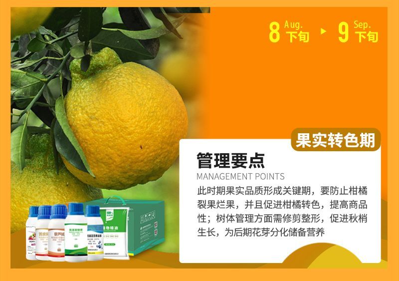 此時(shí)期果實(shí)品質(zhì)形成關(guān)鍵期，要防止柑橘裂果爛果，并且促進(jìn)柑橘轉(zhuǎn)色，提高商品性;樹體管理方面需修剪整形，促進(jìn)秋梢生長(zhǎng)，為后期花芽分化儲(chǔ)備營(yíng)養(yǎng)