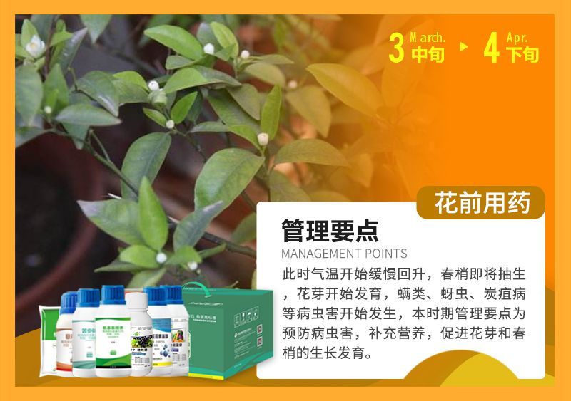此時氣溫開始緩慢回升，春梢即將抽生花芽開始發(fā)育，蠕類、蚜蟲、炭疽病等病蟲害開始發(fā)生，本時期管理要點為預(yù)防病蟲害，補充營養(yǎng)，促進花芽和春梢的生長發(fā)育。