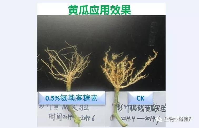 氨基寡糖素 - 植物的免疫衛(wèi)士，根結(jié)線蟲的克星